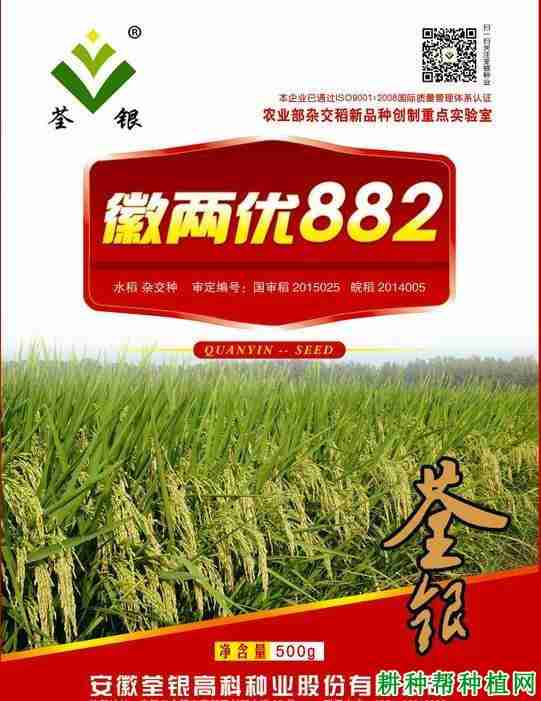 徽两优882稻种价格(徽两优968水稻种介绍)